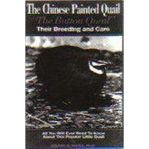 Chinese Painted Quail
